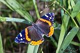 Red Admiral Butterfly Spring 2023